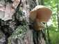Kései laskagomba (Pleurotus ostreatus), Őrség. Nagyon ritkán, de fenyőn is előfordulhat